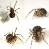 Theridion sp.